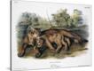 Stretched Canvas Print