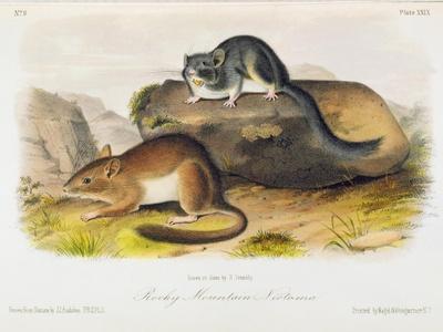 John Woodhouse Audubon、「WOOD RAT」