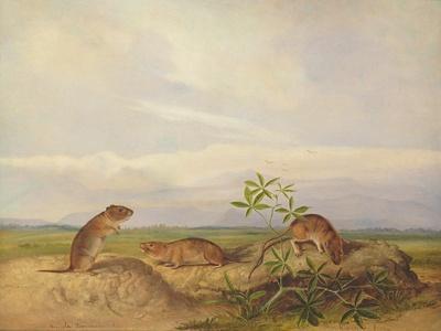 John Woodhouse Audubon、「WOOD RAT」