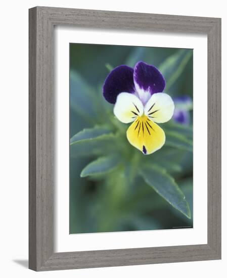 Johnny Jump Up, Cache Valley, Utah, USA-Scott T. Smith-Framed Photographic Print