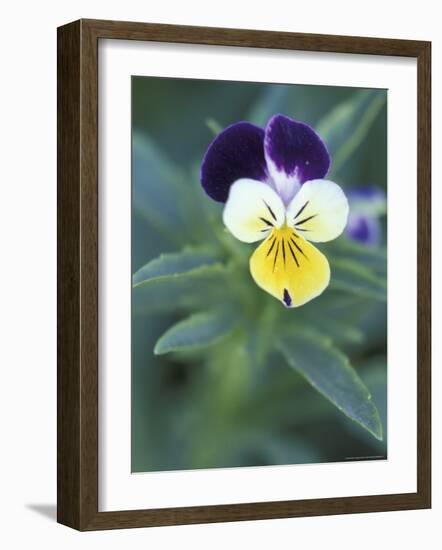 Johnny Jump Up, Cache Valley, Utah, USA-Scott T. Smith-Framed Photographic Print