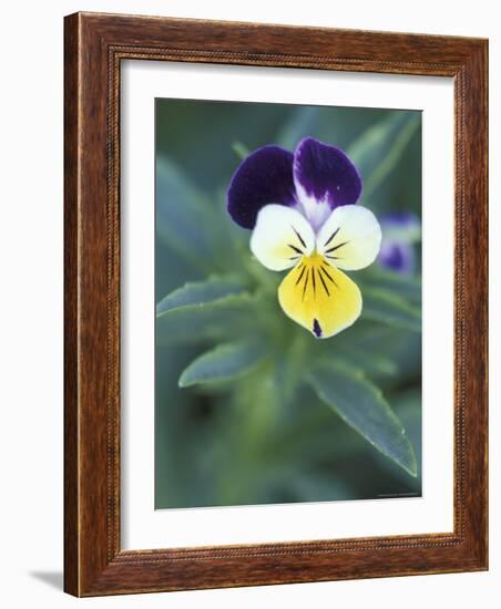 Johnny Jump Up, Cache Valley, Utah, USA-Scott T. Smith-Framed Photographic Print