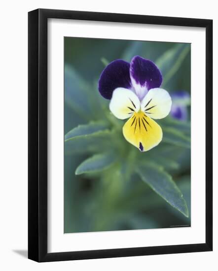 Johnny Jump Up, Cache Valley, Utah, USA-Scott T. Smith-Framed Photographic Print