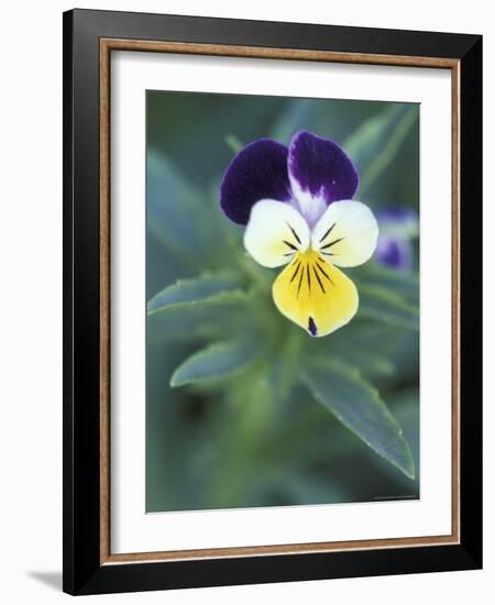 Johnny Jump Up, Cache Valley, Utah, USA-Scott T. Smith-Framed Photographic Print