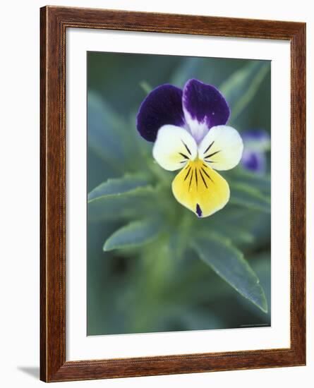 Johnny Jump Up, Cache Valley, Utah, USA-Scott T. Smith-Framed Photographic Print