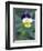 Johnny Jump Up, Cache Valley, Utah, USA-Scott T. Smith-Framed Photographic Print
