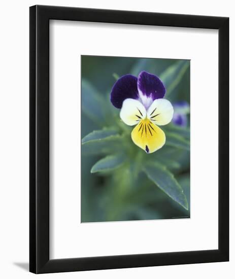 Johnny Jump Up, Cache Valley, Utah, USA-Scott T. Smith-Framed Photographic Print