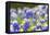 Johnson City, Texas, USA. Bluebonnet wildflowers in the Texas Hill Country.-Emily Wilson-Framed Premier Image Canvas