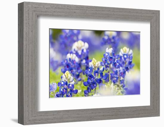 Johnson City, Texas, USA. Bluebonnet wildflowers in the Texas Hill Country-Emily Wilson-Framed Photographic Print