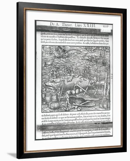 Jointing a Whale, from "Cosmographie Universelle" by Andre Thevet, 1575-Andre Thevet-Framed Giclee Print
