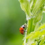 Macro of Ladybug (Adalia Bipunctata) Eating Aphids-Jolanda Aalbers-Photographic Print