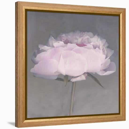 Jolie-Erin Clark-Framed Premier Image Canvas