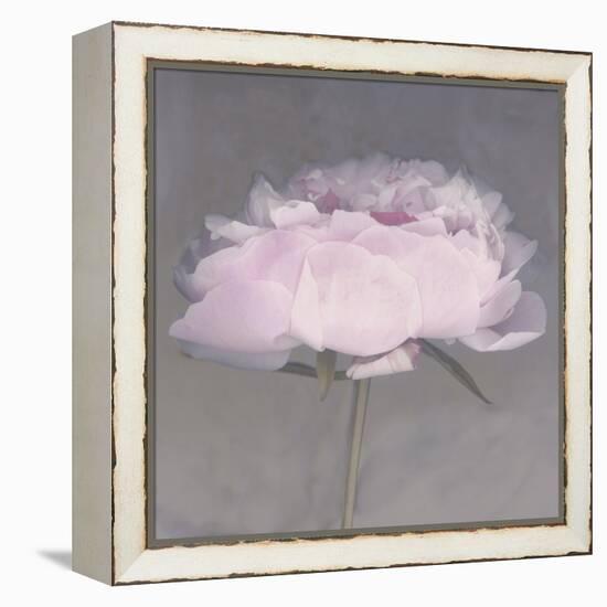 Jolie-Erin Clark-Framed Premier Image Canvas