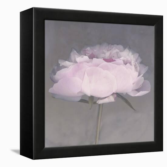 Jolie-Erin Clark-Framed Premier Image Canvas