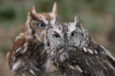 Vienna, Virginia. Pair of Eastern Screech Owls-Jolly Sienda-Photographic Print