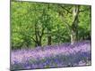 Premium Photographic Print