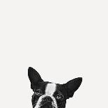Sweet Chihuahua-Jon Bertelli-Framed Art Print
