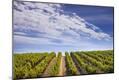 Photographic Print