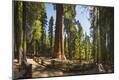 Photographic Print