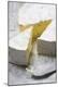 Premium Photographic Print