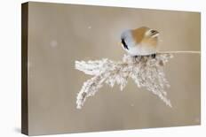 Bearded Tit-Jonas Kazlauskas-Framed Premier Image Canvas