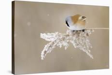 Bearded Tit-Jonas Kazlauskas-Framed Premier Image Canvas