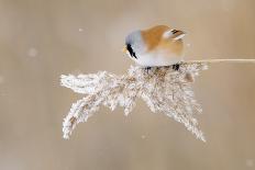 Bearded Tit-Jonas Kazlauskas-Stretched Canvas