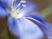 California Poppy III-Jonathan Nourock-Photographic Print