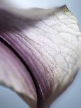 Macro Stargazer IV-Jonathan Nourock-Photographic Print