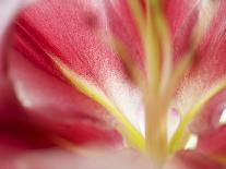 Macro Tulip II-Jonathan Nourock-Photographic Print