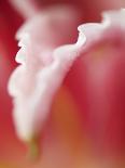 Macro Tulip II-Jonathan Nourock-Photographic Print