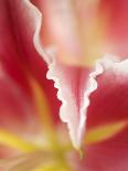 Macro Tulip I-Jonathan Nourock-Photographic Print