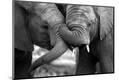 Premium Photographic Print