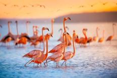 Pink Flamingos in Mexico-Jonathan Ross-Mounted Photographic Print