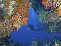 Schooling Sweetlip Fish Swim Past Coral Reef, Raja Ampat, Indonesia-Jones-Shimlock-Photographic Print