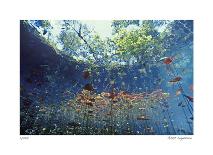 Reef Scenic 1-Jones-Shimlock-Framed Giclee Print