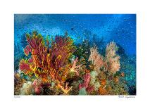 Reef Scenic 6-Jones-Shimlock-Giclee Print