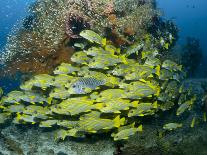 Schooling Sweetlip Fish Swim Past Coral Reef, Raja Ampat, Indonesia-Jones-Shimlock-Photographic Print