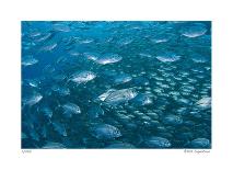 Sea Anemone-Jones-Shimlock-Giclee Print