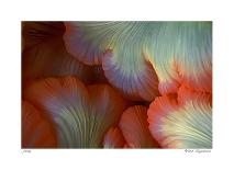 Diver Inspects Reef, Raja Ampat, Papua, Indonesia-Jones-Shimlock-Photographic Print