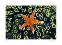 Sea Anemone-Jones-Shimlock-Framed Giclee Print