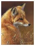 Curious: Red Fox-Joni Johnson-godsy-Art Print