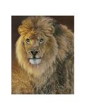 Power and Presence - African Lion-Joni Johnson-godsy-Art Print