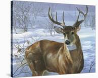 Through My Window: Whitetail Deer-Joni Johnson-godsy-Art Print