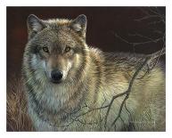 Uninterrupted Stare - Gray Wolf-Joni Johnson-godsy-Art Print