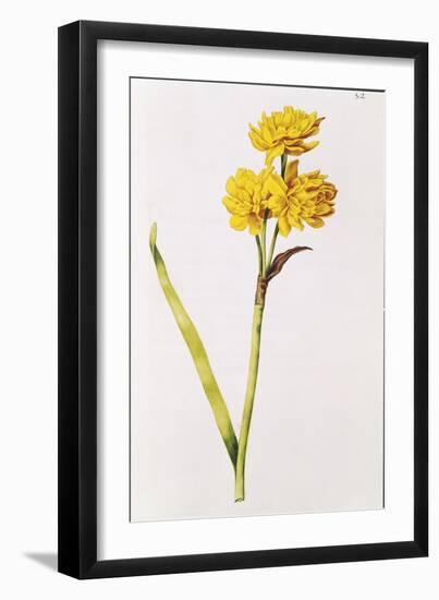 Jonquil, from 'La Guirlande De Julie', C.1642-Nicolas Robert-Framed Giclee Print