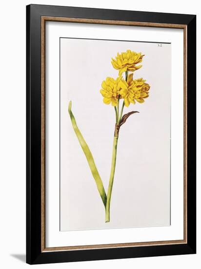 Jonquil, from 'La Guirlande De Julie', C.1642-Nicolas Robert-Framed Giclee Print