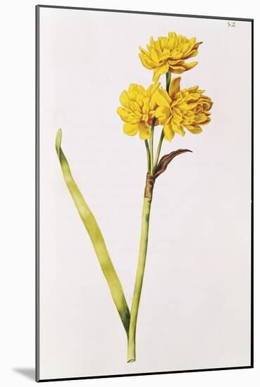 Jonquil, from 'La Guirlande De Julie', C.1642-Nicolas Robert-Mounted Giclee Print