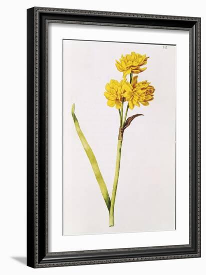 Jonquil, from 'La Guirlande De Julie', C.1642-Nicolas Robert-Framed Giclee Print