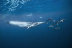 Schoolmaster snapper school in the reef, Little Cayman island, Cayman Islands, Caribbean-Jordi Chias-Photographic Print